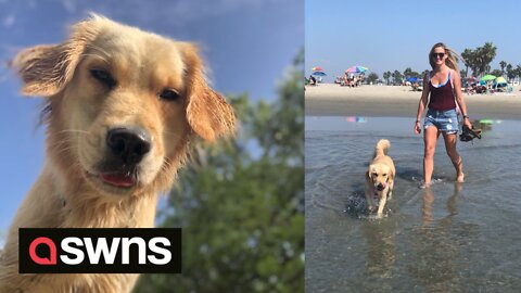 Amusing moment Golden retriever fetches owner LIVE BABY GOOSE