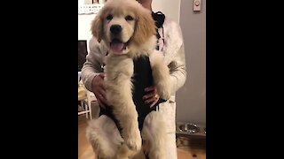 Super cute Golden Retriever humiliated by owner