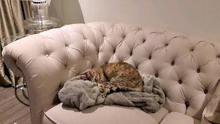 Cat Bathing Herself Before Going To Bed