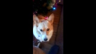 Corgi is waiting for Santa