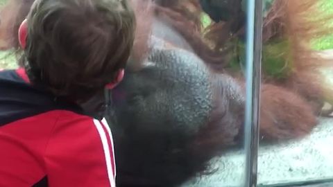 "Cuteness Overload: Boy and Orangutan Give Each Other Kisses Through Glass"