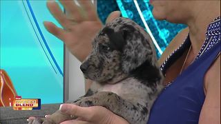 Gulf Coast Humane Society: Stitch