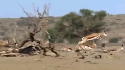 deer is running very fast