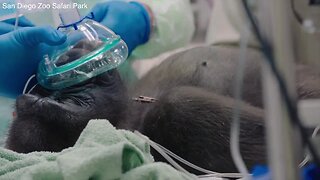 Experts save gorilla's eyesight