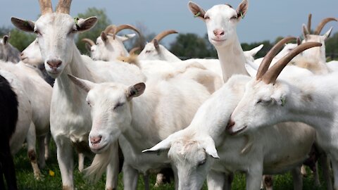 Goat Video amazing and interesting video Goat latest video of Goat