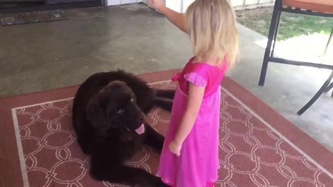 Watch this little girl train her huge puppy