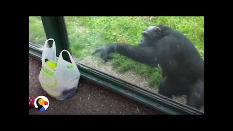 SMART Chimp Asks Zoo Visitors For Drink |