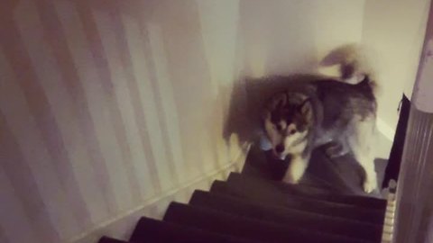 High-energy malamute repeatedly runs up and down stairs