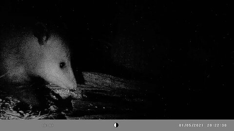 Dark shadowy 🐀 possum hidin` and 🥣 munchin`#cute #funny #animal #nature #wildlife #trailcam #farm