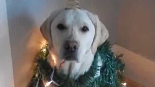 Adorável árvore de Natal canina