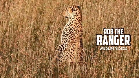 Leopard Doing A "Meerkat" Pose | Lalashe Maasai Mara Safari