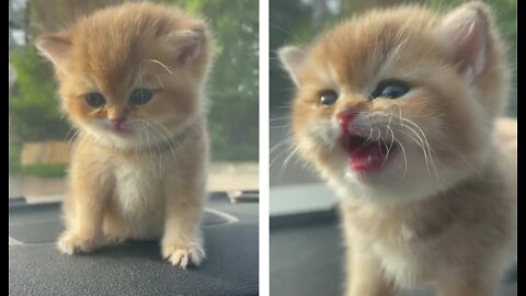 Little fluffy beautiful kitten