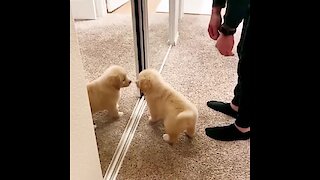 Golden Retriever Puppy Very Ecstatic To Find A New "Friend"