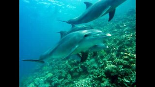 Delfinflokk besøker noen svømmere langs en strand i New Zealand