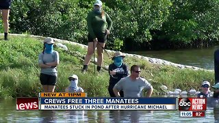 Three manatees rescued after getting stuck in a retention pond