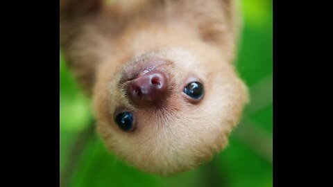 Cute baby sloths Being sloths