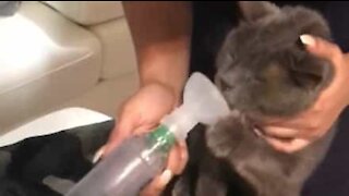 Ce chat refuse de se servir de son inhalateur