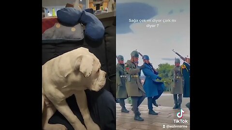 My Bulldog reacts to Turkish honor guard.