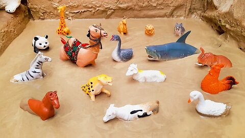 Beautiful Desert Camel Big Shark Goose Domestic Animals Farm Animals Stuck in the Sandbox