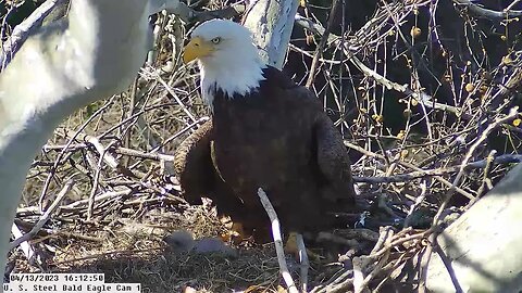 USS Bald Eagle Cam 1 4-13-23 @ 16:11:05 USS6 moves straw/grass