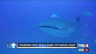 Massive Whale Shark spotted off the coast of Naples