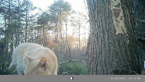 Gorgeous😍 yellow cat🐈gets dinner🥣 and marks✔️ tree 🌲#cute #funny #animal #nature #wildlife #trailcam