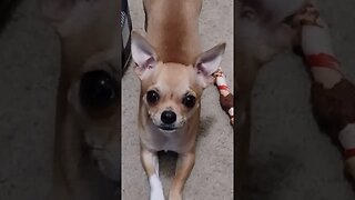 Honey B , What do you want?? Soo Cute Chihuahua puppy. She loves treats #puppy #puppies #chihuahua