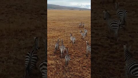 Zebras correndo!!! #shorts