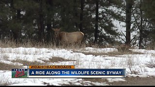 Idaho Back Roads: Garden Valley Elk