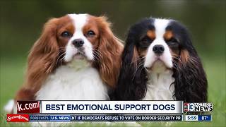 Best emotional support animals