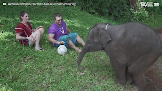 Un cucciolo di elefante giocherellone!