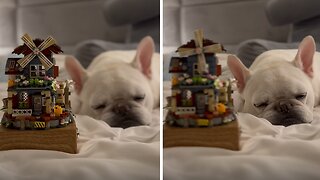 Frenchie Falls Asleep By Listening The Music Box