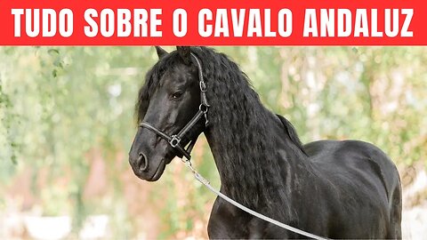 Cavalo Andaluz Beleza, Elegância e História.