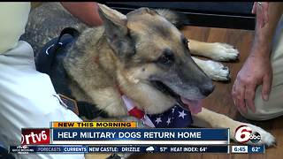 Fundraiser Helps Bring Retired Military Dogs Back Home