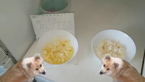 Does the dog prefer popcorn with butter or without?!?