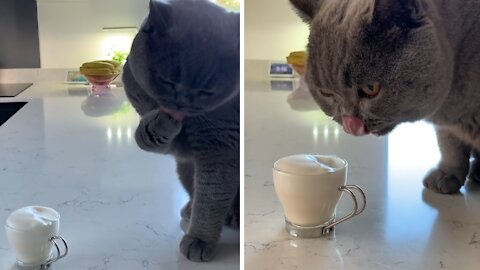 Cat Has An Adorable Way Of Tasting 'Catuccino'