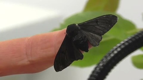 Peppered moth's genetic secret