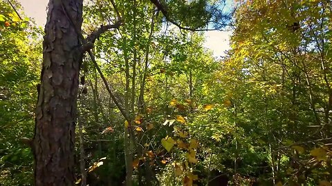 9 Minutes of Floating Through Tree Canopy in 4K - Relaxing Calm Forest Ambiance