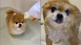 Cute Dog Taking a Bath