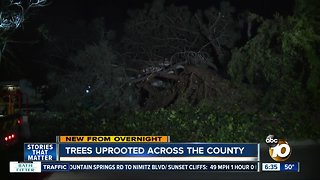 Trees fall around San Diego County