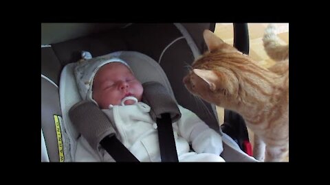 DingDon! Cats Meeting Babies for the FIRST Time