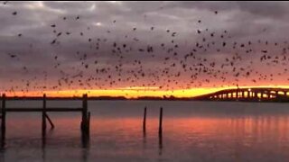 Cette nuée d'oiseaux embellit un coucher de soleil