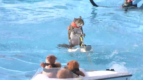 Twiggy the Water Skiing Squirrel is at the Marion County Fair