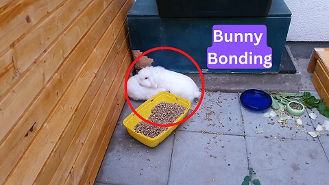Bunnies first meeting ● Bunny Bonding