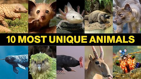 10 Most Unique Animals for Beginners | Discovering Earth's Extraordinary Creatures