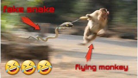 Fake Snake Prank Monkeys Dog Very Funny | Dogs And Monkeys Big Surprises of fake snake prank Part