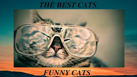 Funny Cats Its Great