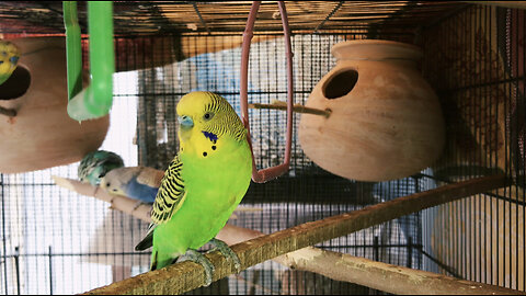 The Happy budgies You've Been Waiting For | Happy Budgies Sound | Budgies Singing | Relaxing sound