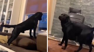 Labrador literally can't contain excitement when owner comes home