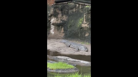 500 pound alligators at Animal Kingdom safari